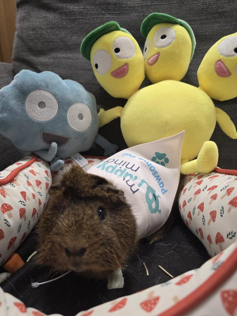 The Guinea Pigs from St Joseph's Catholic school with their myhappymind pawsome pal bandanas and character toys